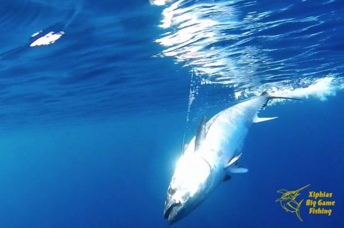 Bluefin tuna fishing south of France