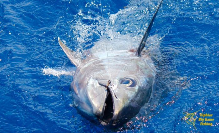bluefin tuna fishing