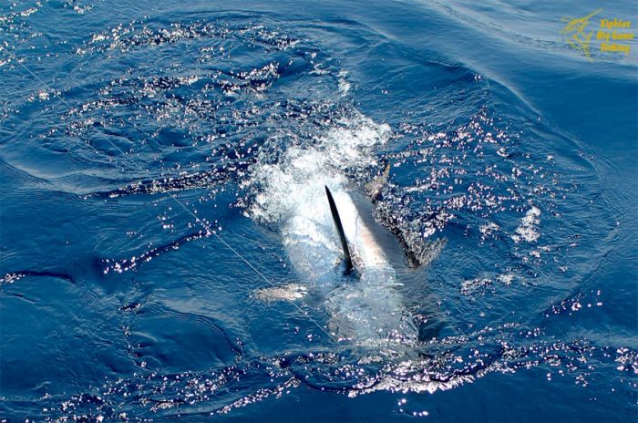 Bluefin tuna fishing