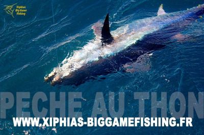 Video - Bluefin tuna fishing with XBGF in France