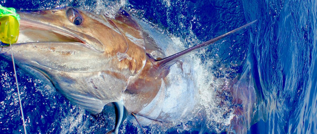 700 lbs blue marlin caught off olhao algarve