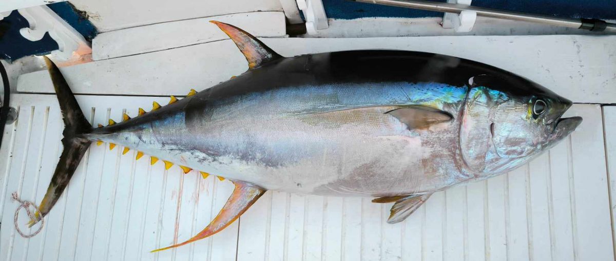Big Game Fishing for bigeyes and yellowfin tuna