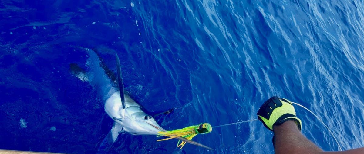 https://www.xiphias-biggamefishing.com/index.php?page=rates-big-game-fishing-faro-portugal&id=1114
