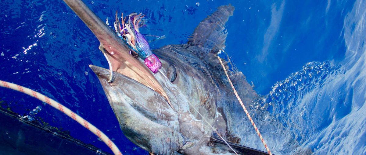 800 lbs blue marlin caught off olhao in video