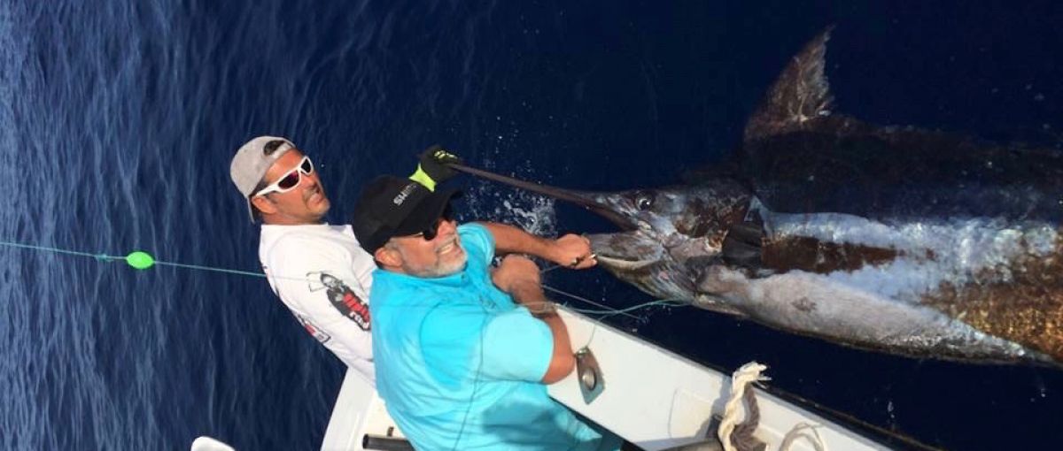 Huge blue marlin fishing 800 lbs 