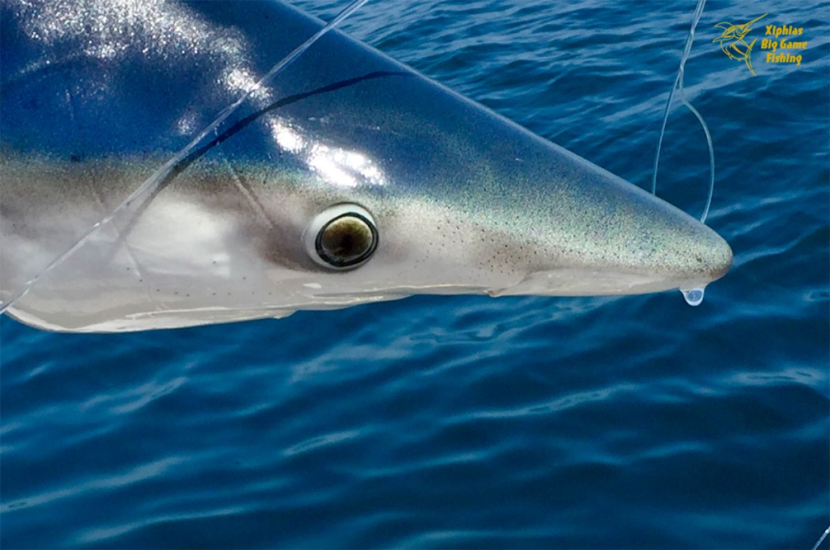 Blue shark during bluefin tuna fishing