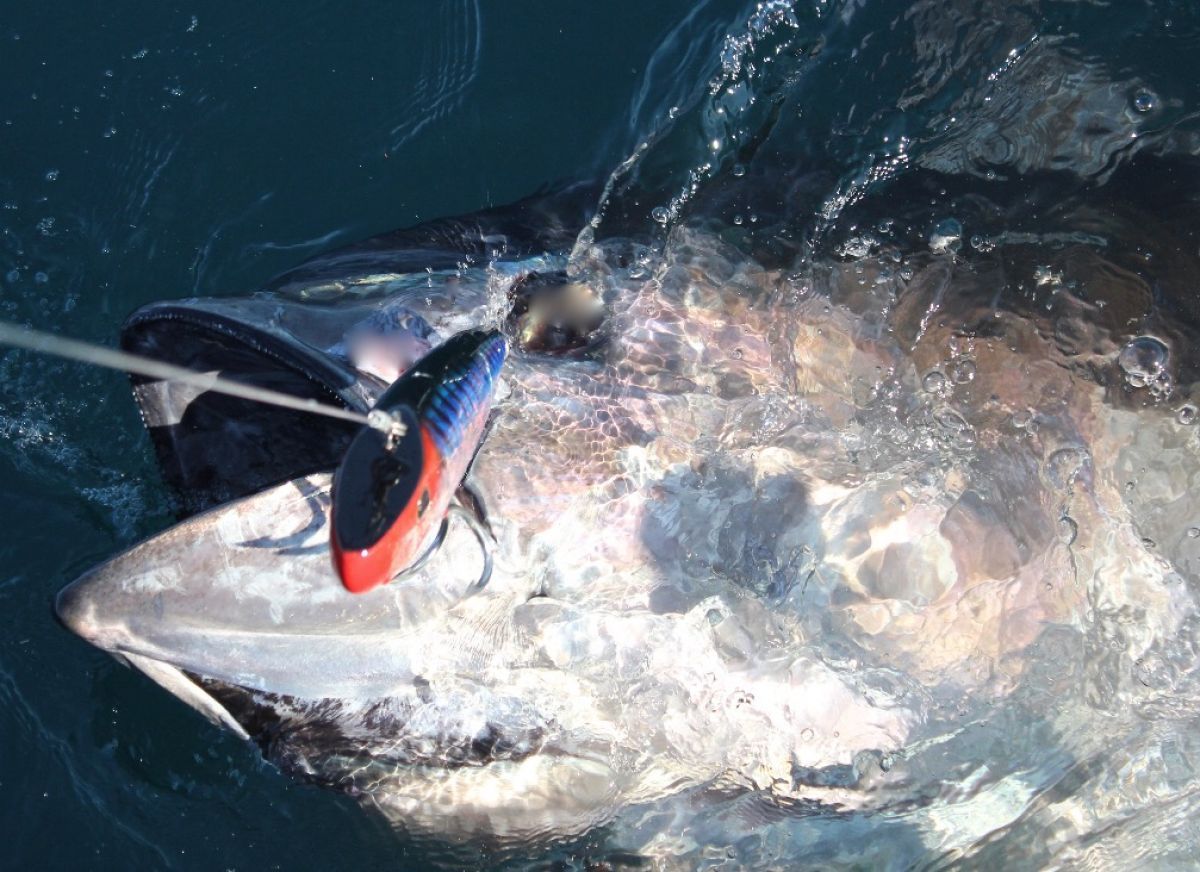 giant bluefin tuna fishing
