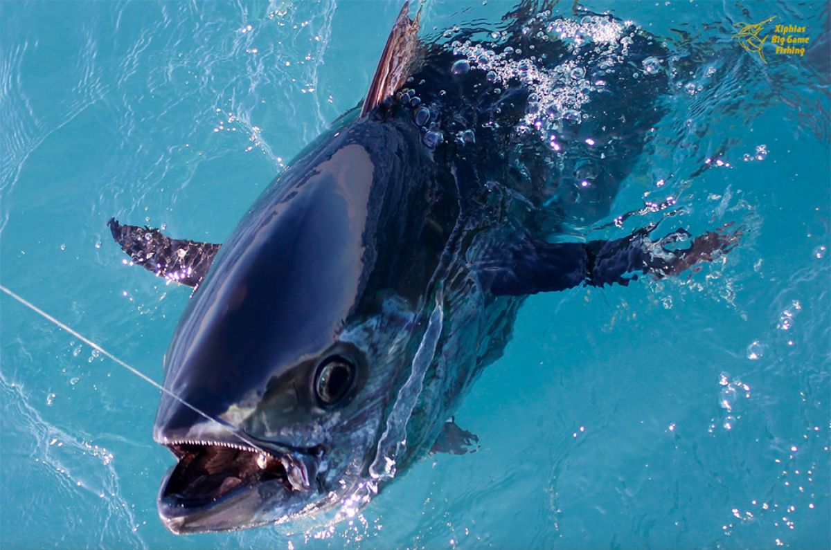 Bluefin tuna fishing