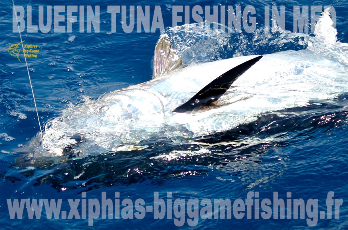 Bluefin tuna fishing in Med