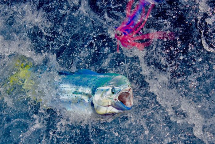 Dolphinfish