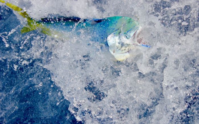 Dolphinfish