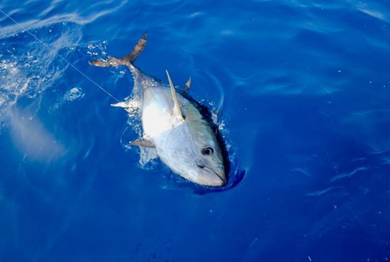 Big Game Fishing - Bluefin tuna 