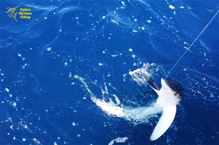 shark fishing portugal