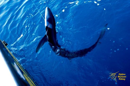 Shark fishing season in Portugal
