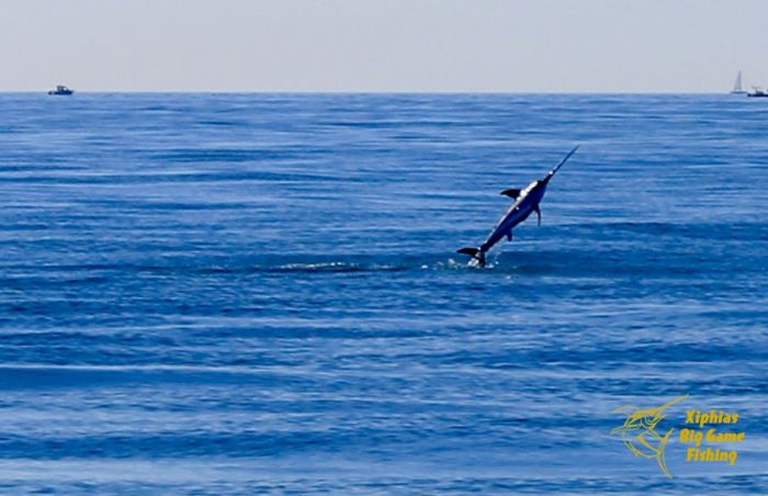 Daytime Swordfishing Charters Martigues South of France