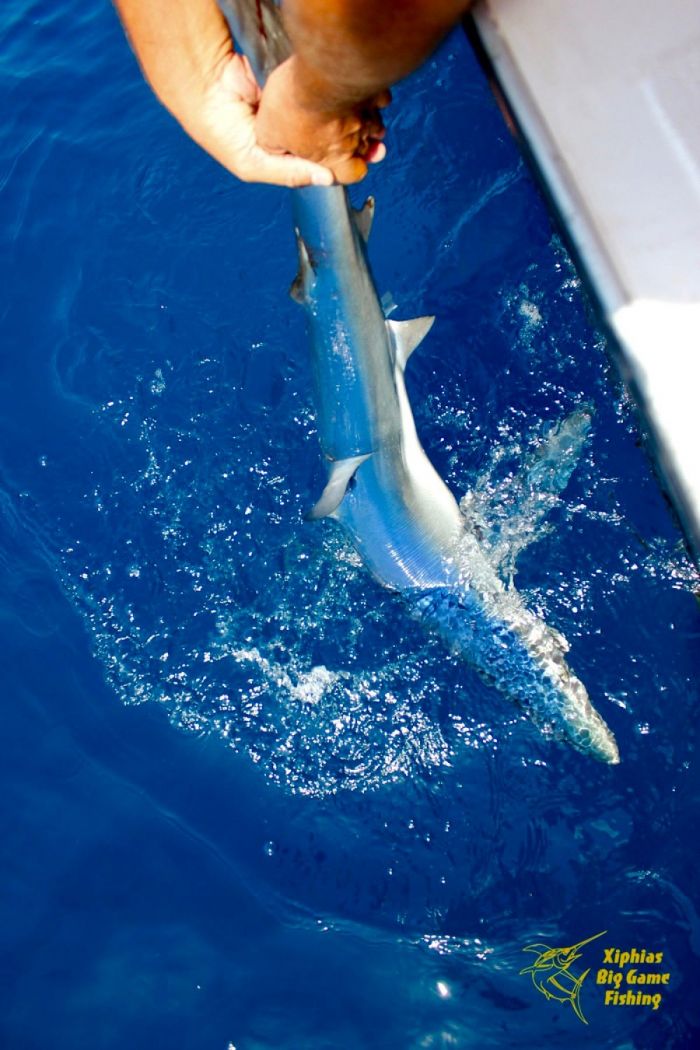 shark fishing algarve portugal