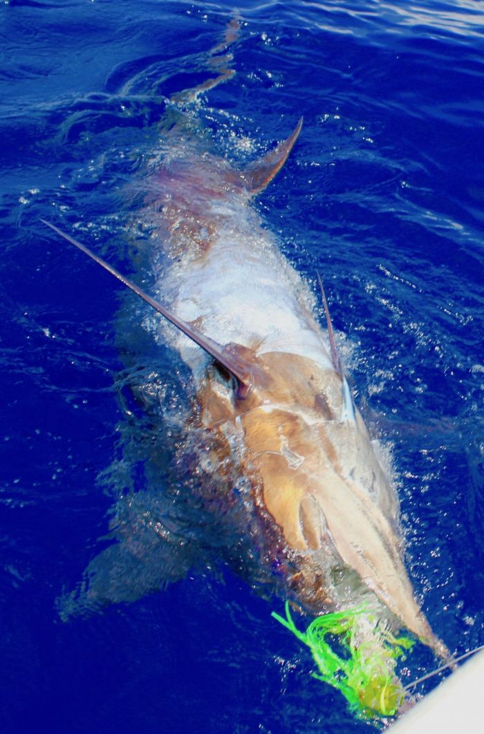 giant blue marlin fishing