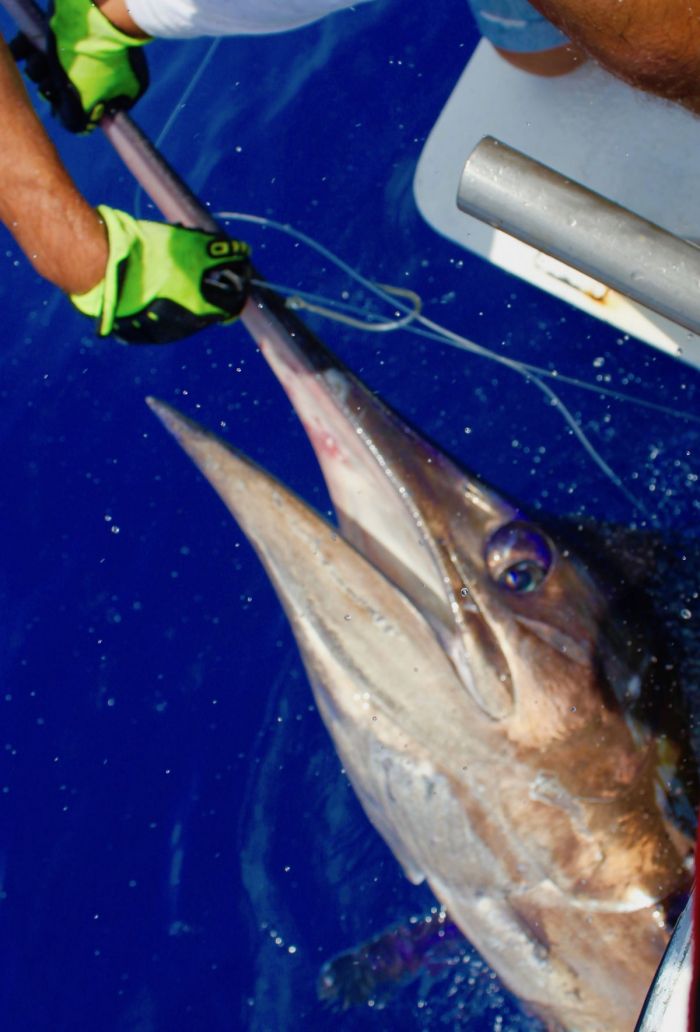 blue marlin big game fishing