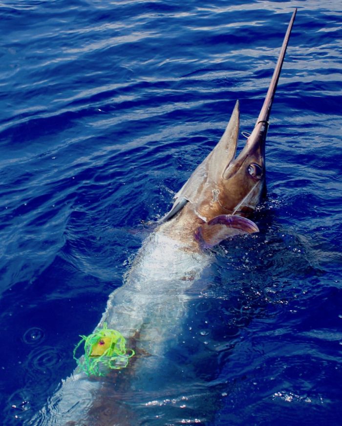 blue marlin big game fishing