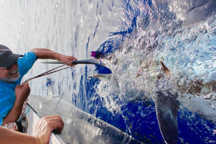 blue marlin big game fishing