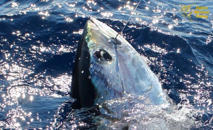 bluefin tuna fishing