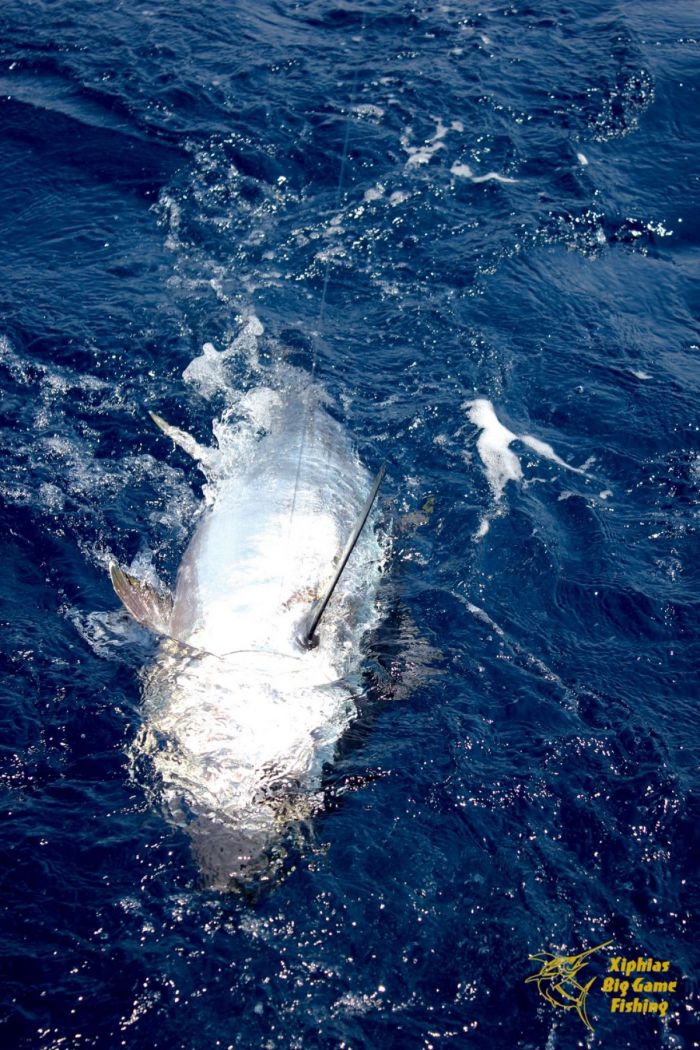 Deep Sea Fishing - Off Rhône delta