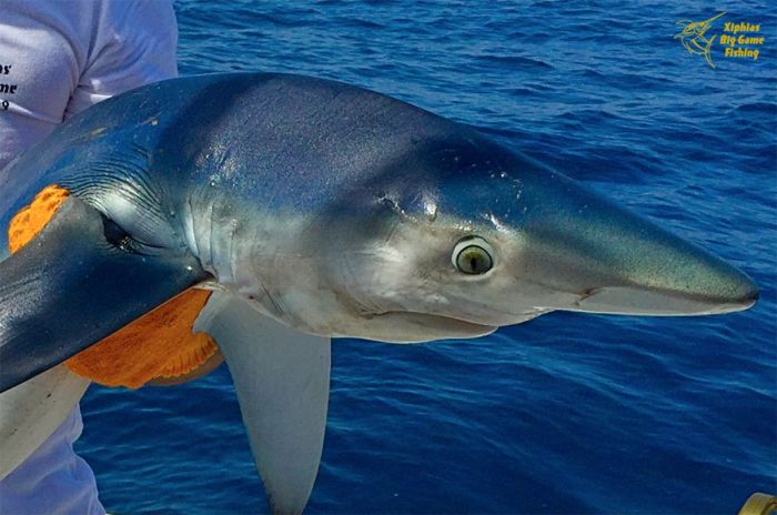 Blue shark during bluefin tuna fishing