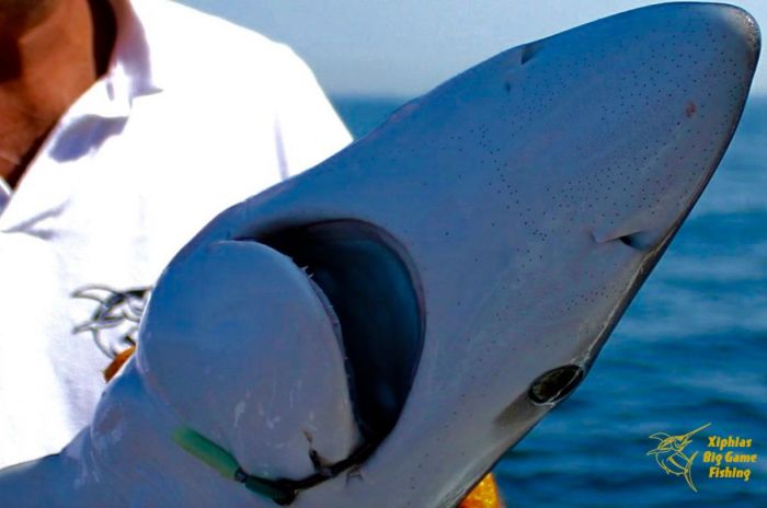 Blue shark during bluefin tuna fishing