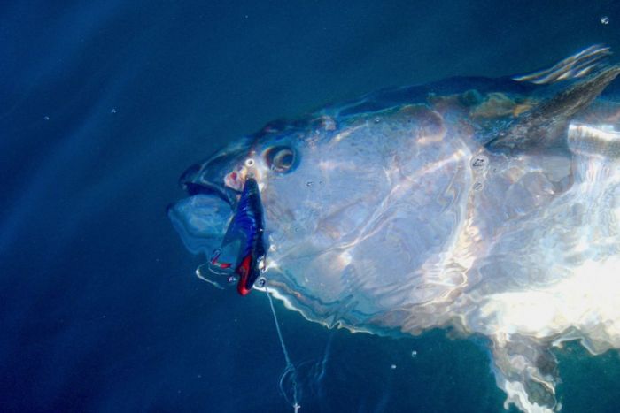 giant bluefin tuna fishing portugal