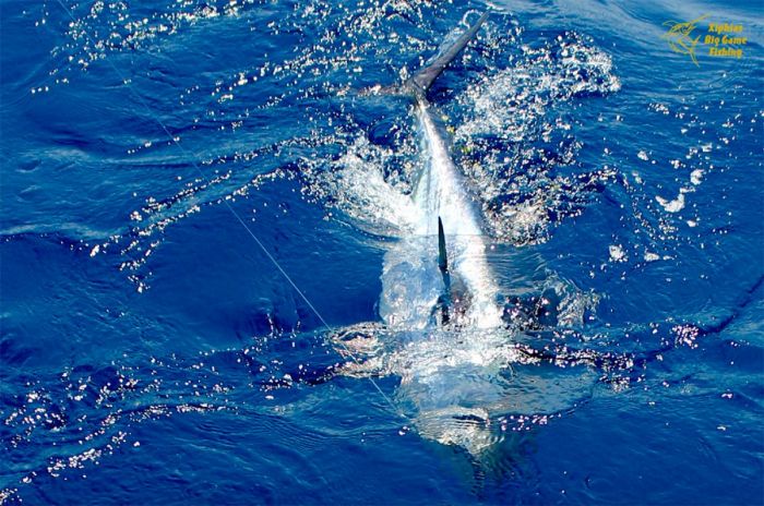 Bluefin tuna fishing