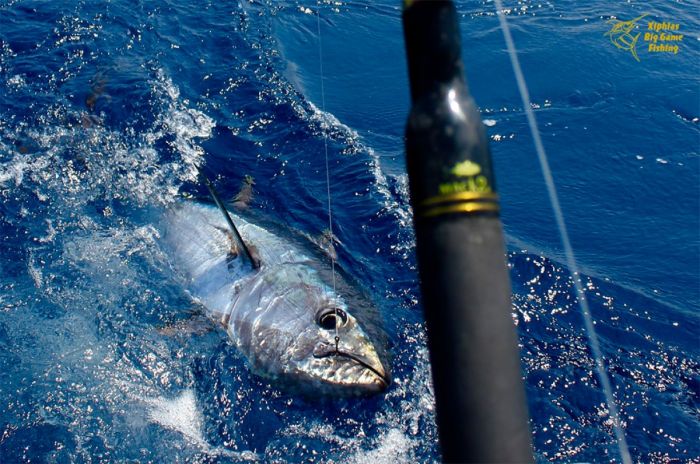 Bluefin tuna fishing