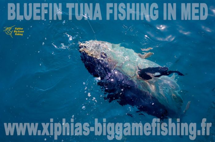 Bluefin tuna fishing in Med