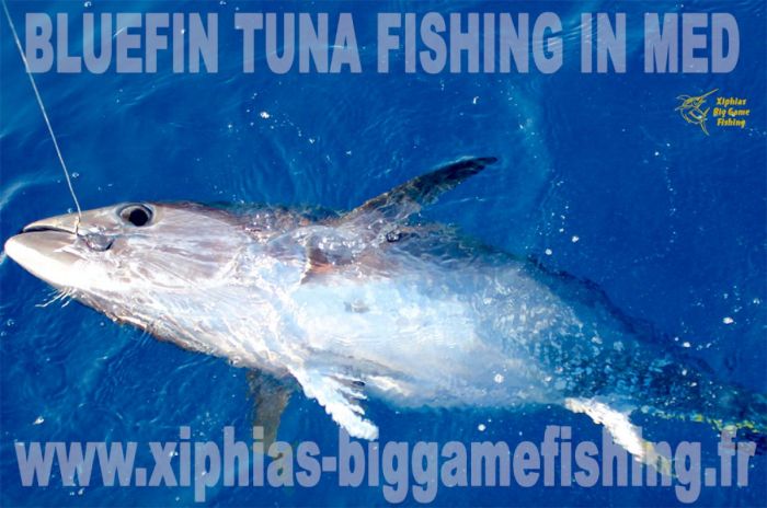 Bluefin tuna fishing in Med