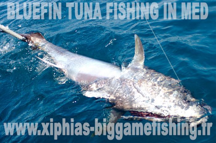 Bluefin tuna fishing in Med