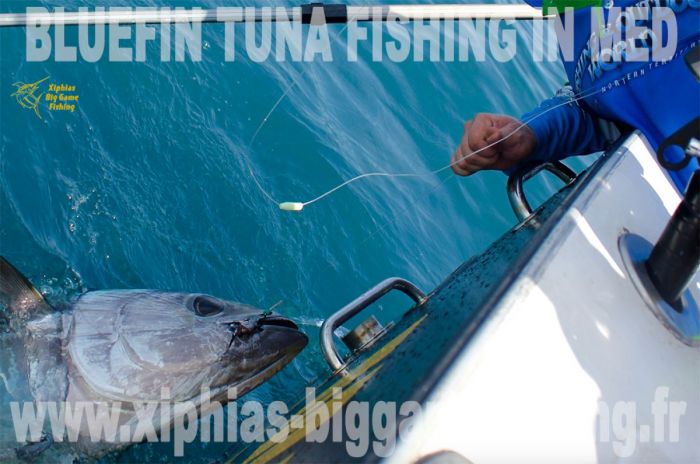 Bluefin tuna fishing in Med