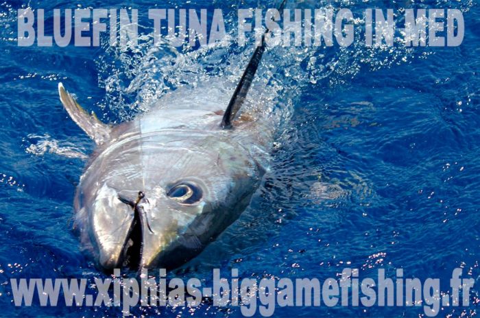 Bluefin tuna fishing in Med