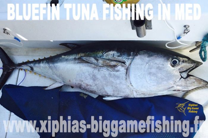 Bluefin tuna fishing in Med