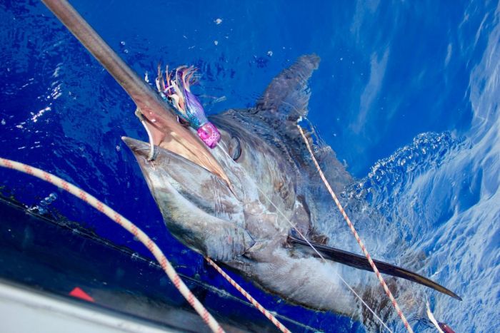 Blue marlin report 09/29