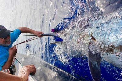 Blue marlin report - 800 lbs 360 kg 