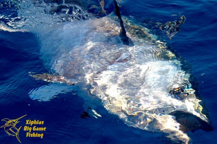 Bluefin tuna fishing chumming