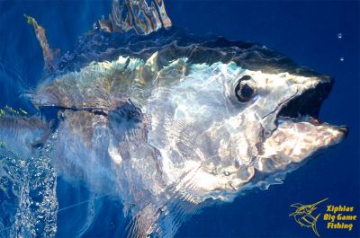 Bluefin tuna fishing gallery