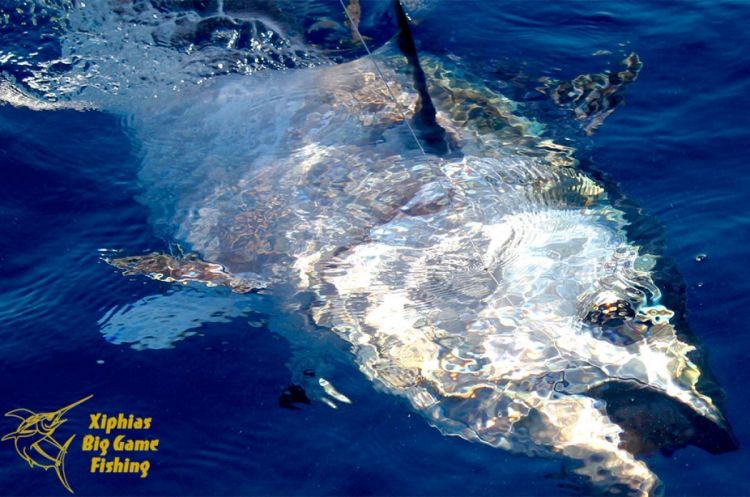 Bluefin tuna fishing in Algarve 