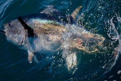 Giant bluefin tuna fishing