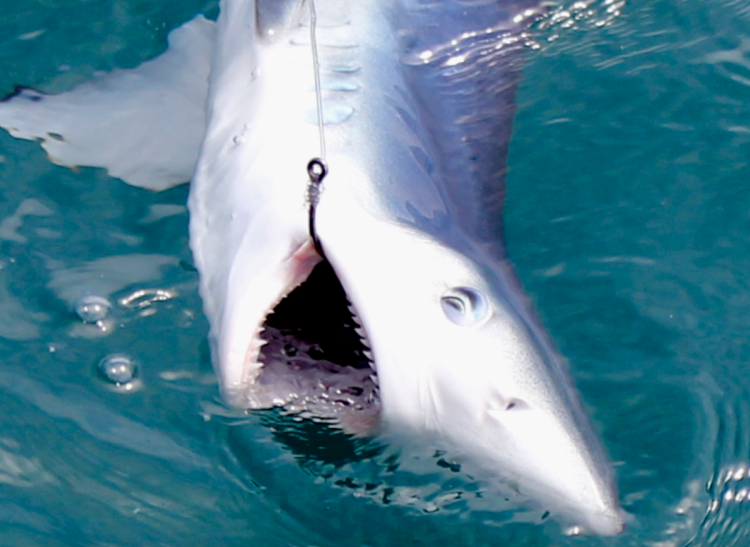 Shark fishing in Algarve