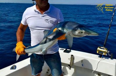 Shark fishing season in Portugal