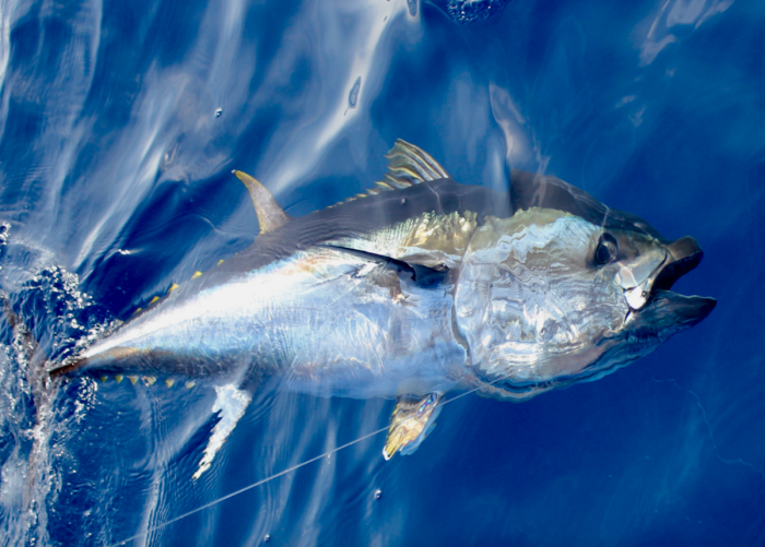 SPECIAL BLUEFIN TUNA IN JULY 2023