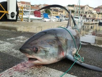 Fishing Thresher skark Martigues South of France XIPHIAS BGF Team