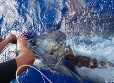 800 lbs blue marlin