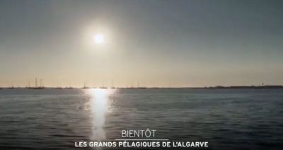 Les grands pélagiques de l'Algarve sur SEASONS