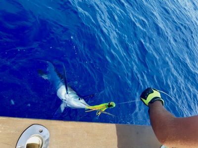 White marlin fishing Algarve Portugal